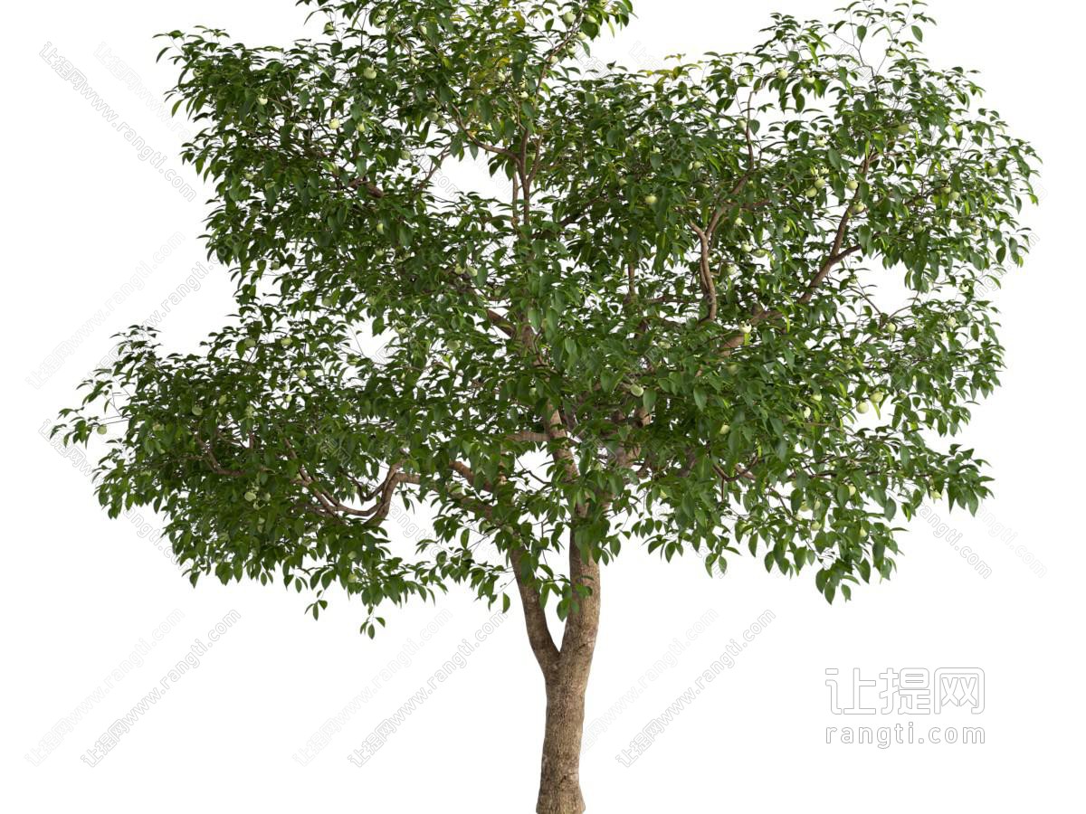 现代柚子树
