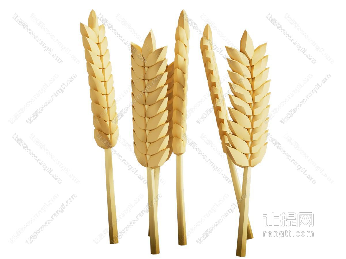 现代小麦麦穗