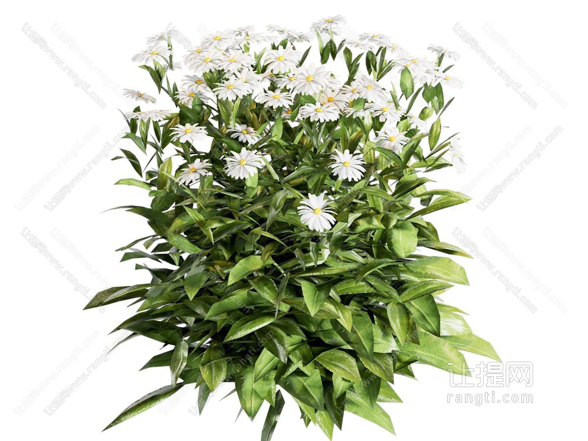 花草组合