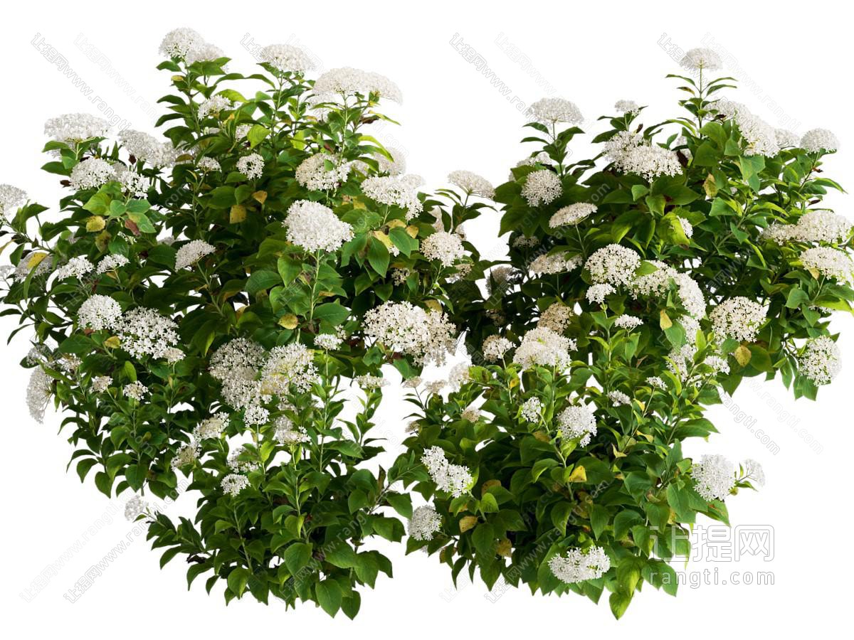 白色绣球花