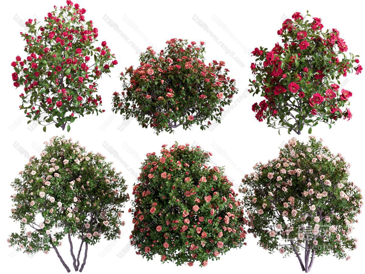 现代玫瑰花