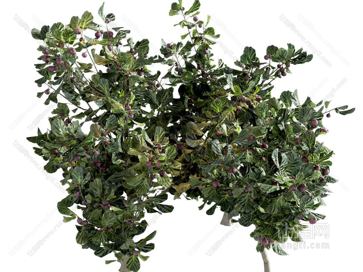 无花果树 景观树