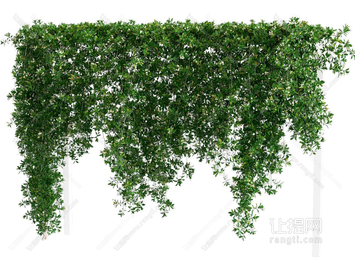 现代藤蔓植物