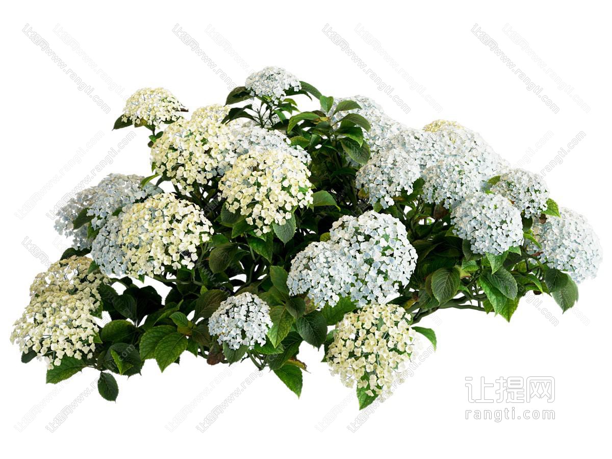 绣球花