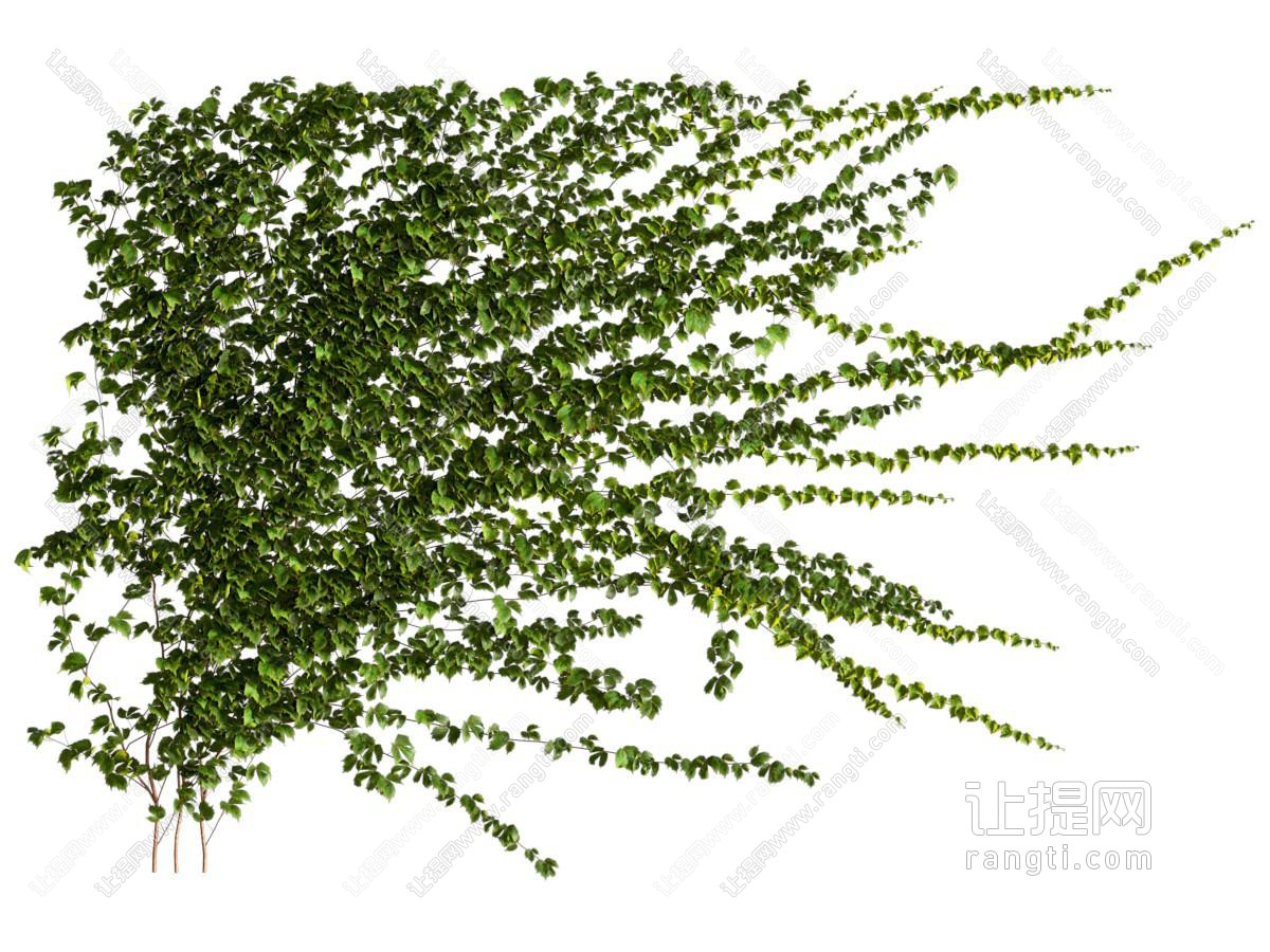 现代藤蔓植物