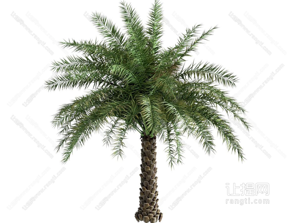 渴树罗树