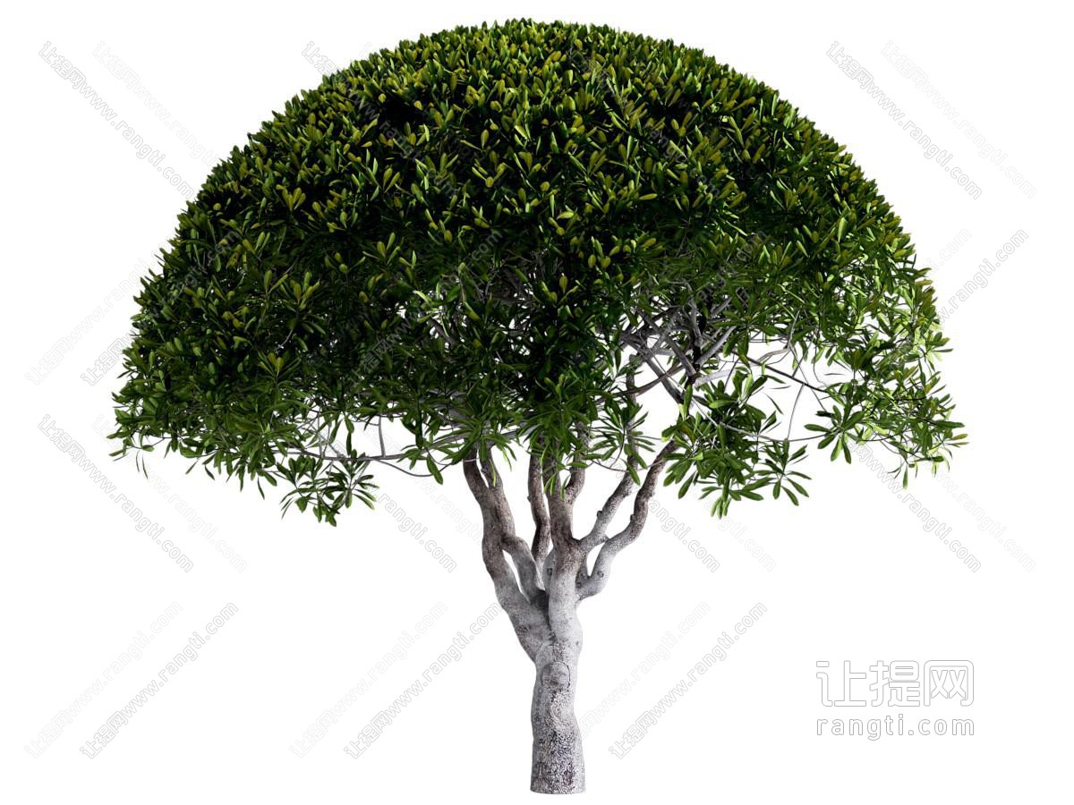 现代景观树