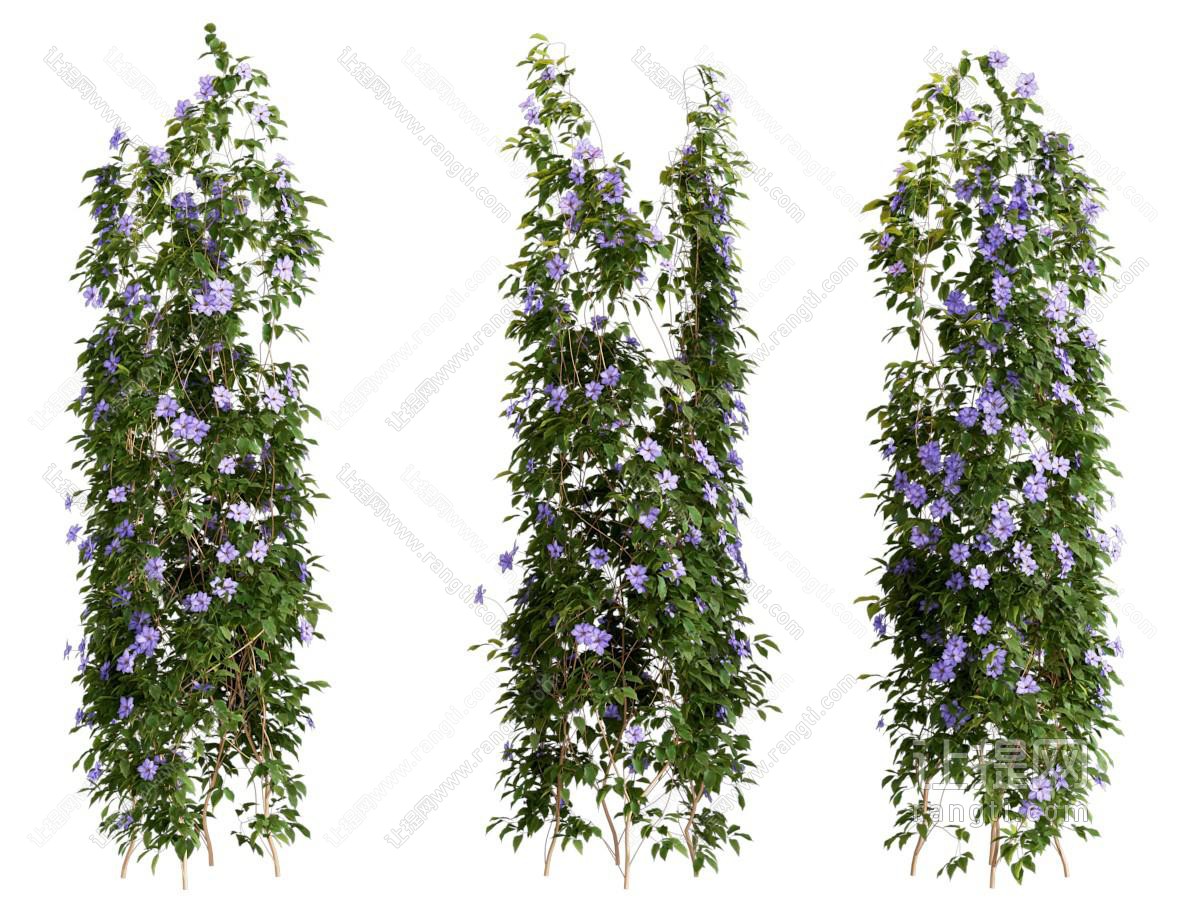 藤蔓植物