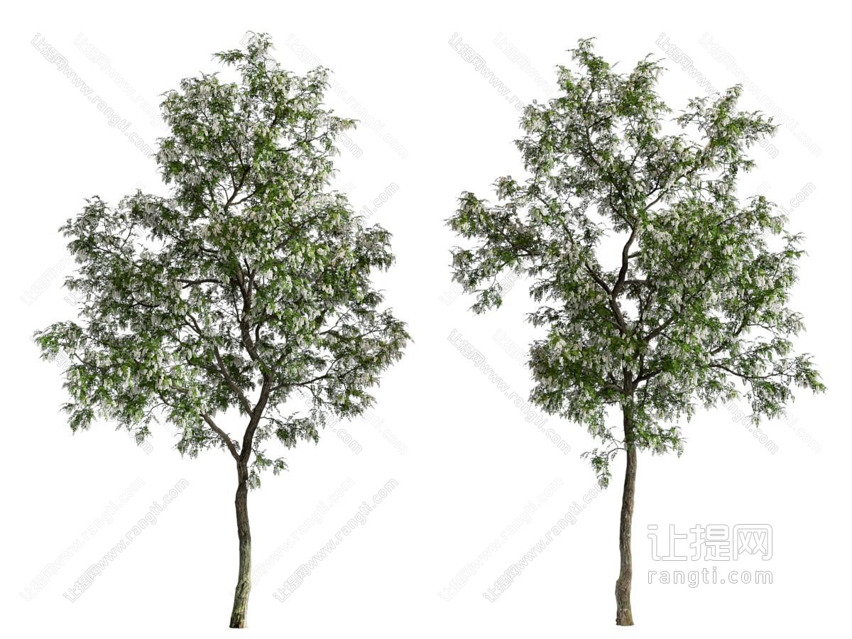 现代刺槐树