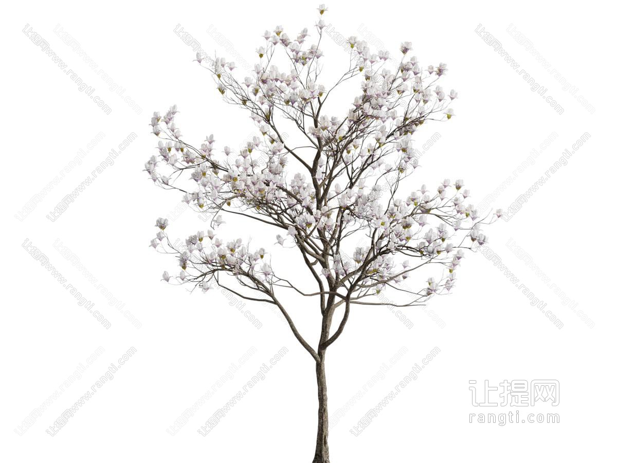 现代开满玉兰花的景观树木