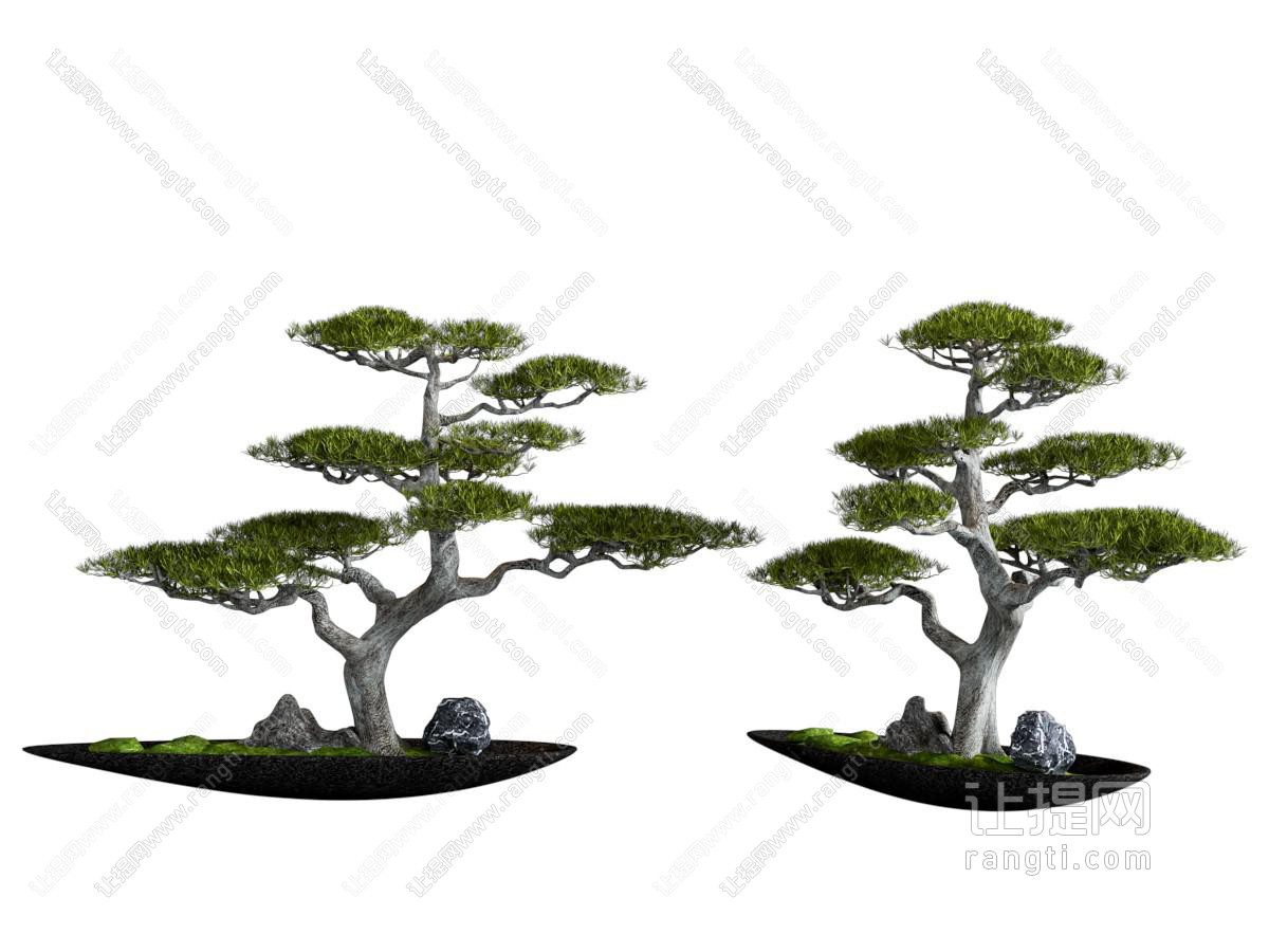 景观树