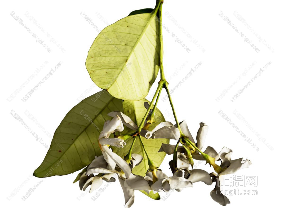 现代茉莉花