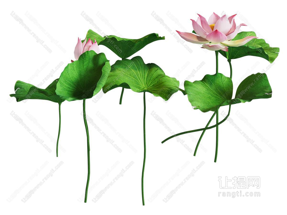 现代荷花荷叶草