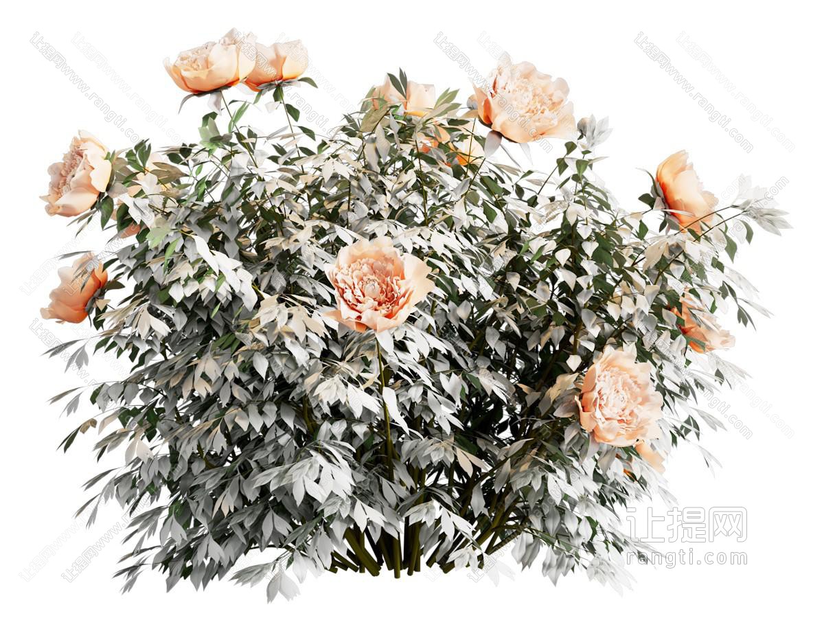 现代牡丹花花卉花草植物