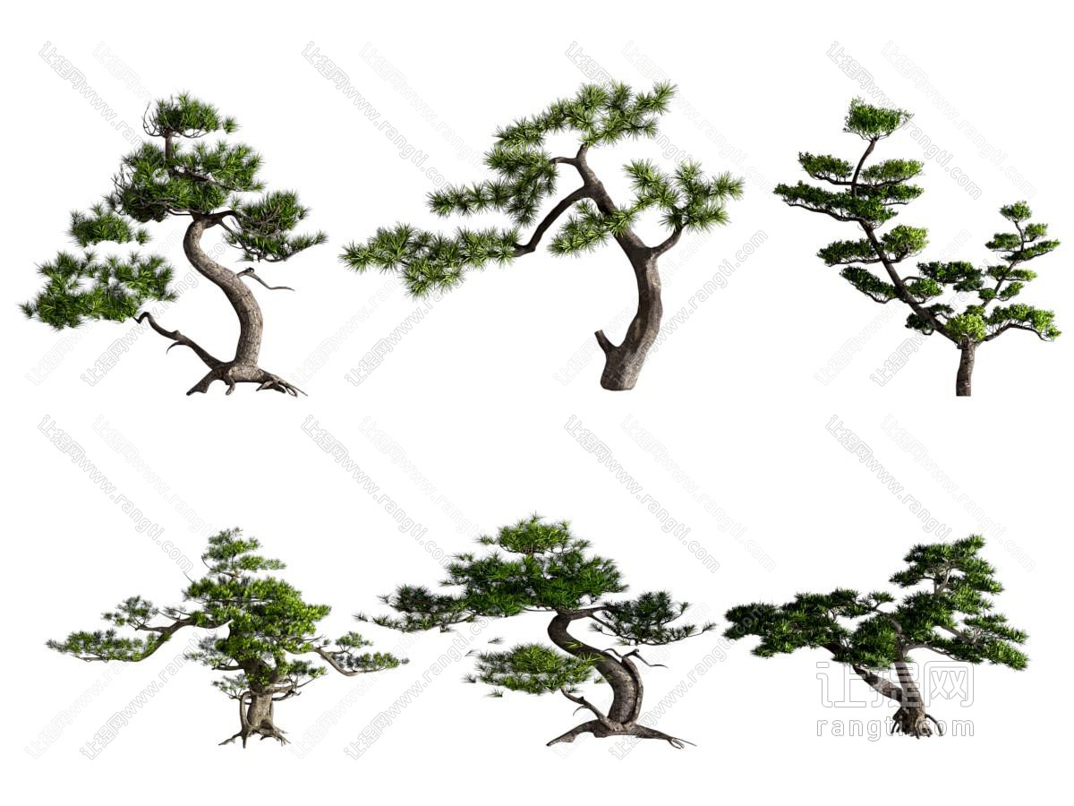 现代松树