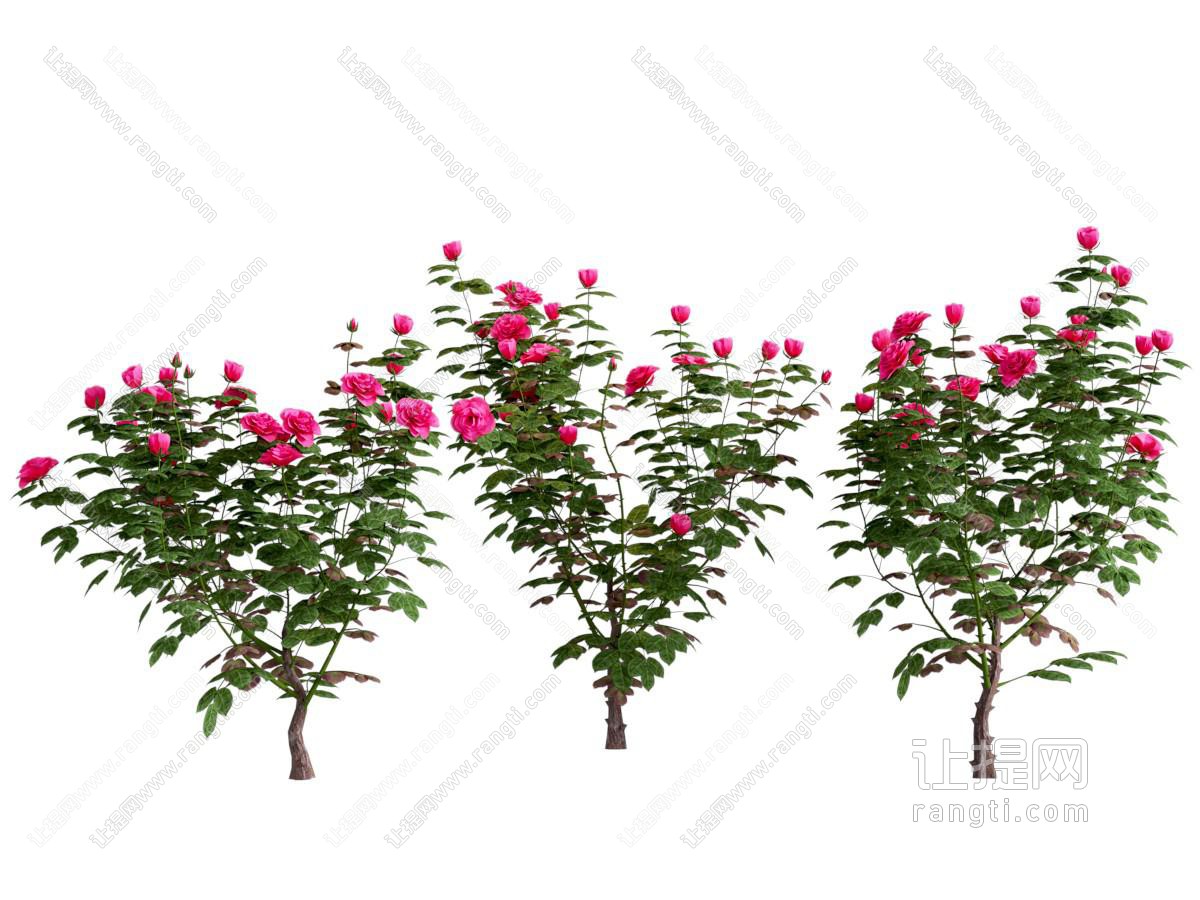现代开满花朵的花卉植物
