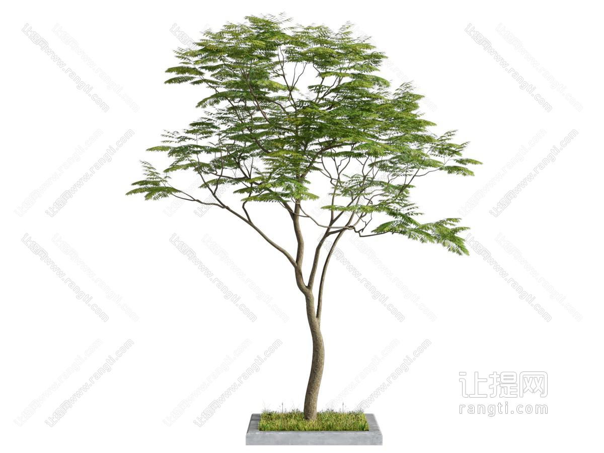 树木