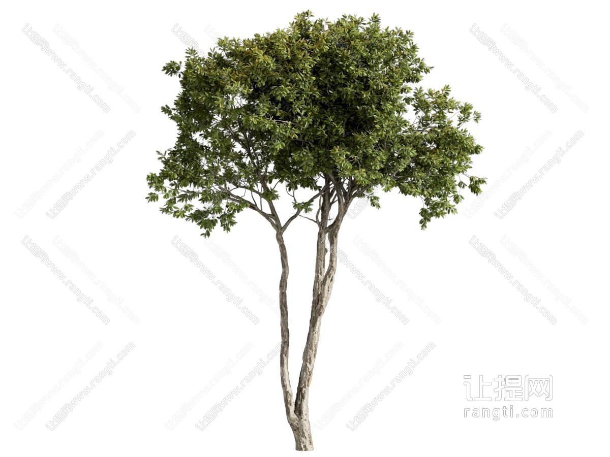 乔木