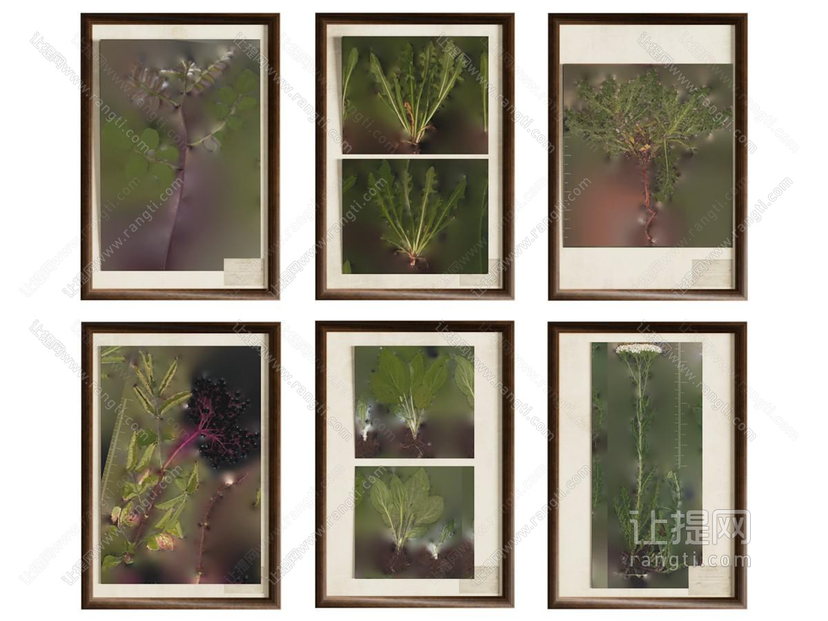 植物标本挂画 装饰画