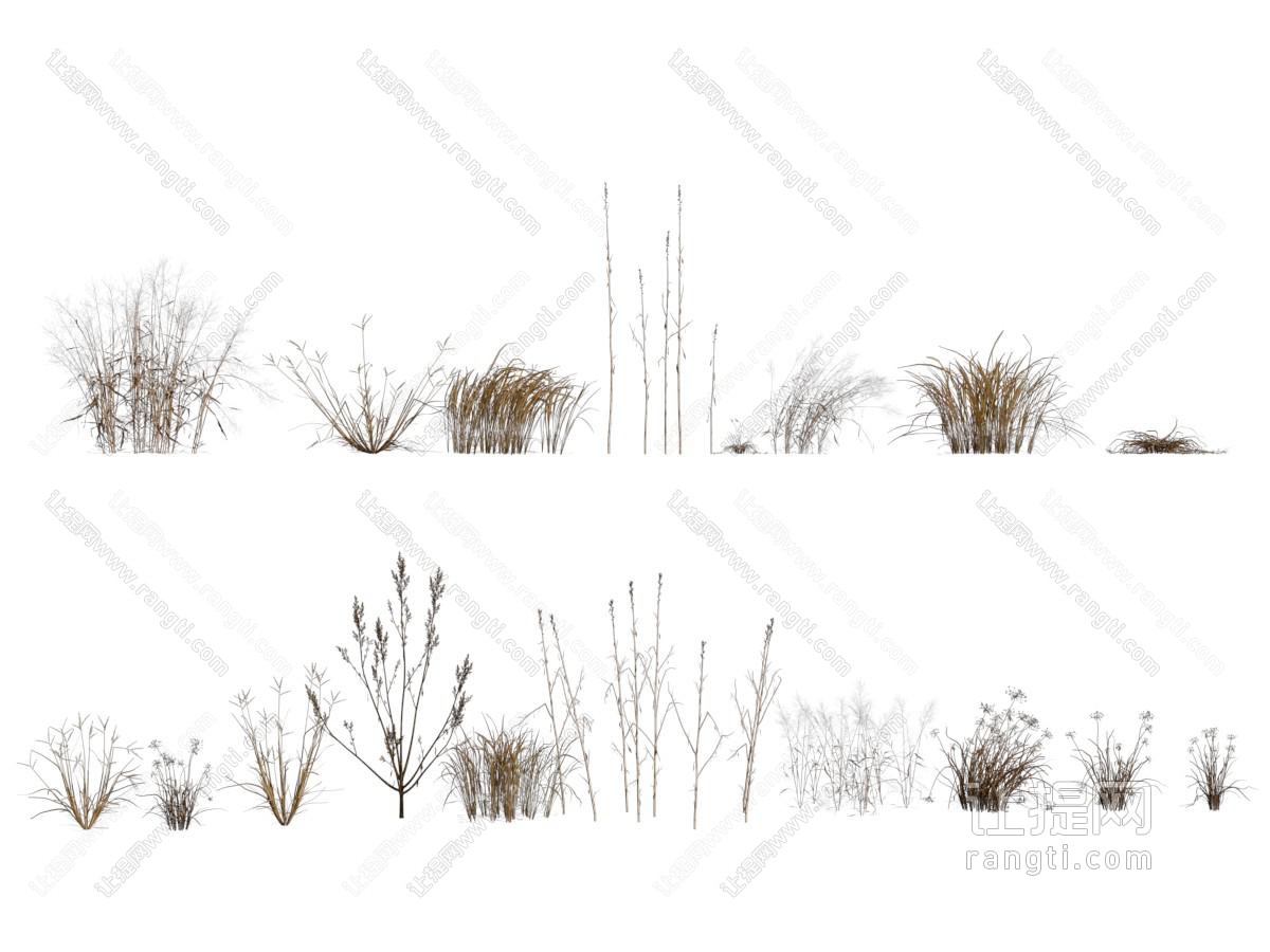 现代枯草 沙漠草