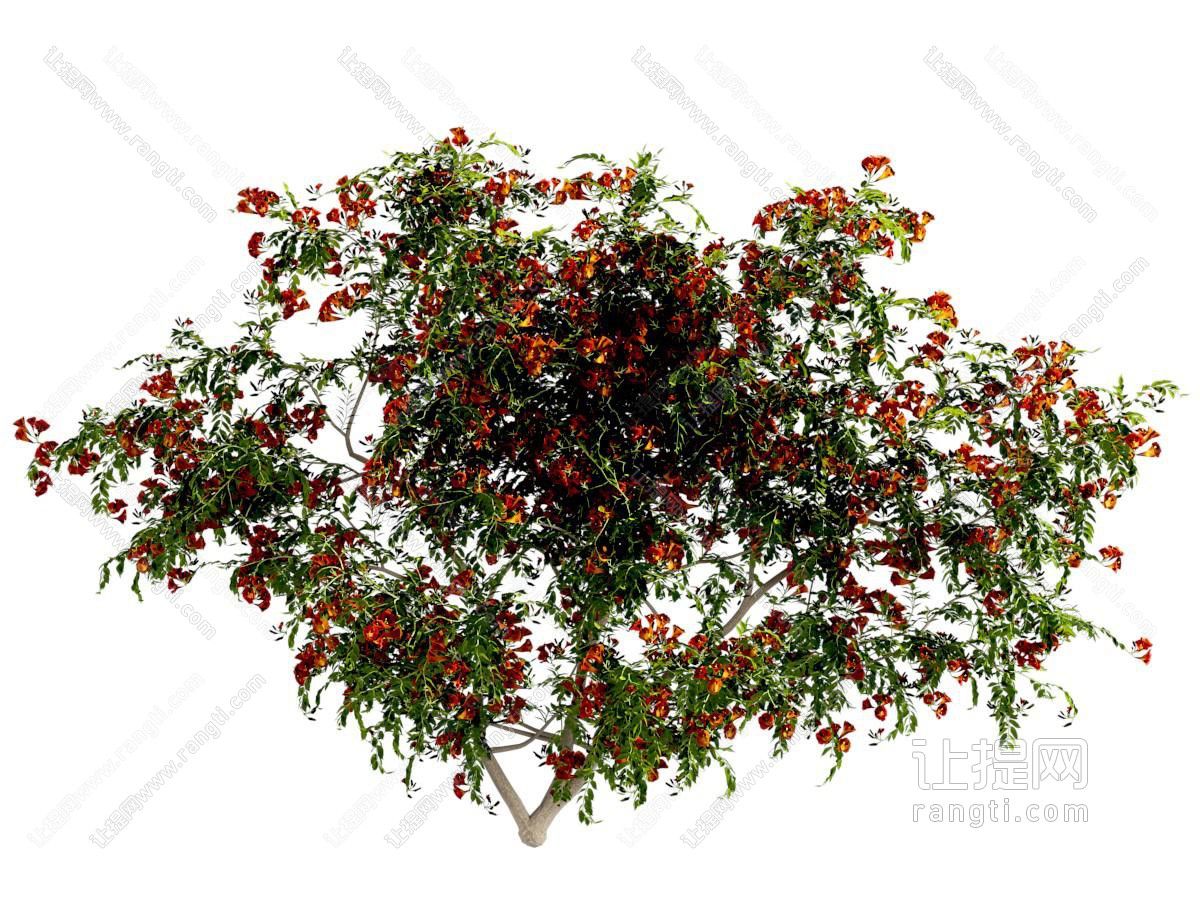 现代凌霄花爬山虎爬墙藤蔓