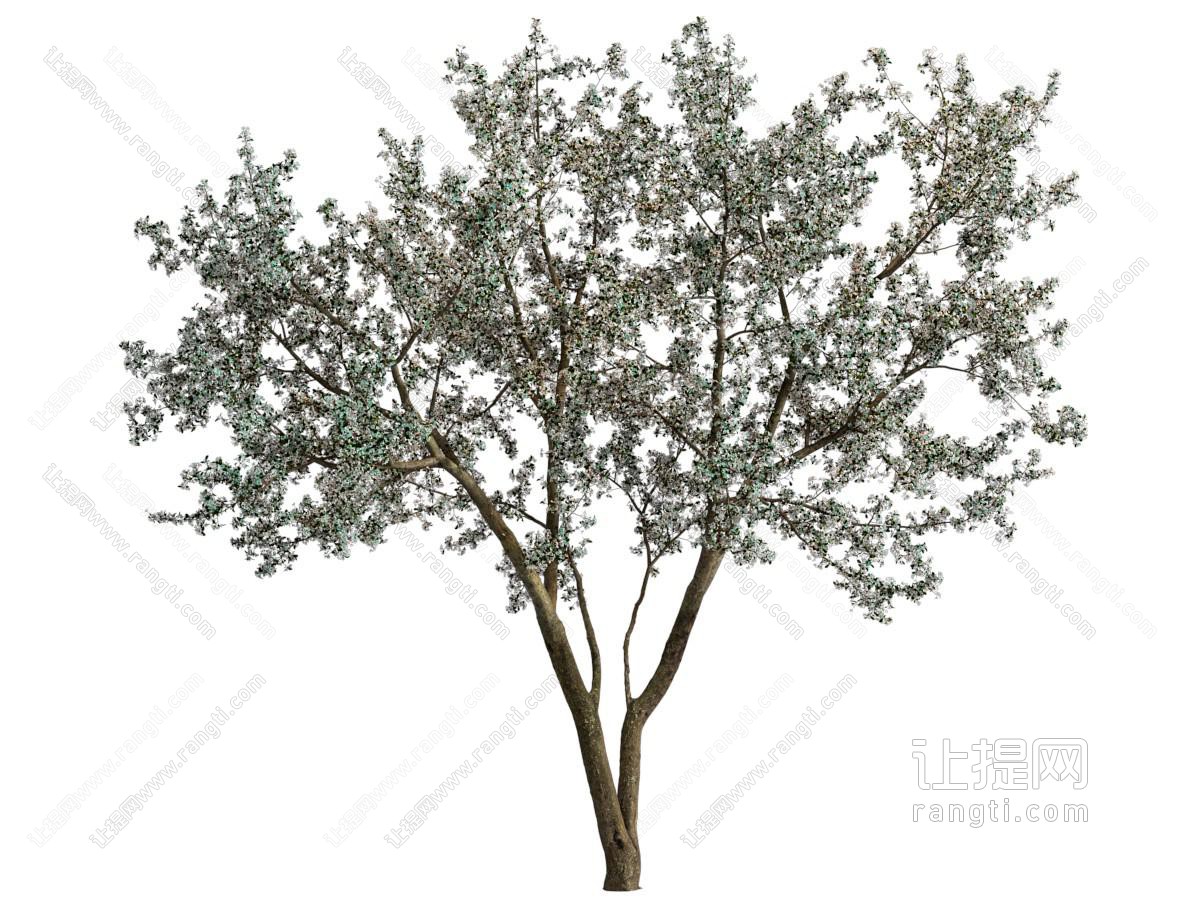 现代景观树木 花树