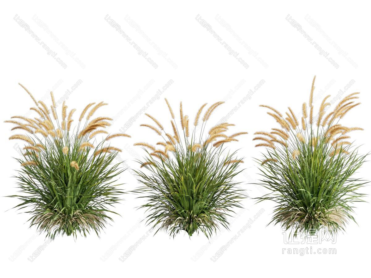 草