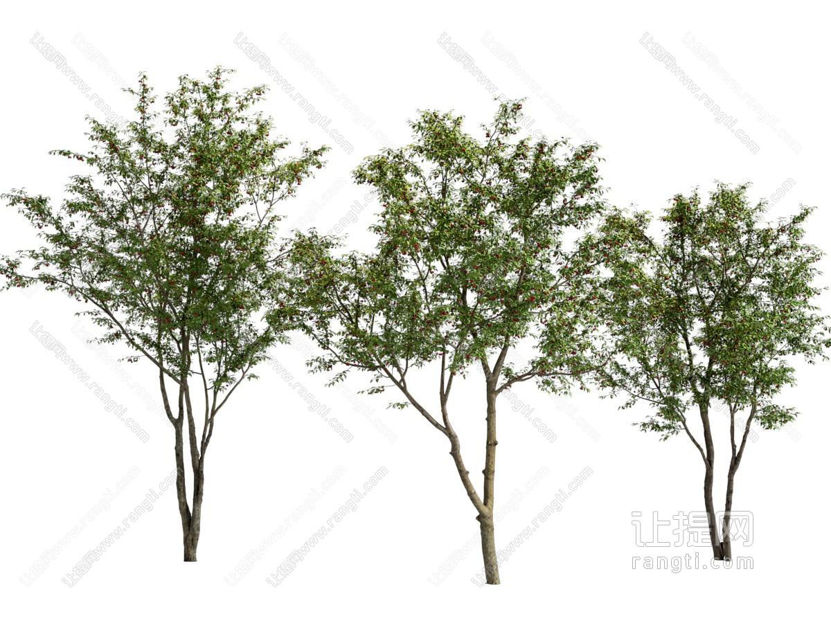 现代景观树木