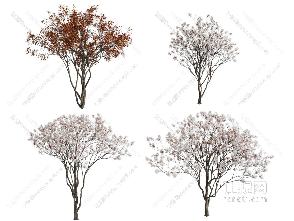现代花树 景观树木