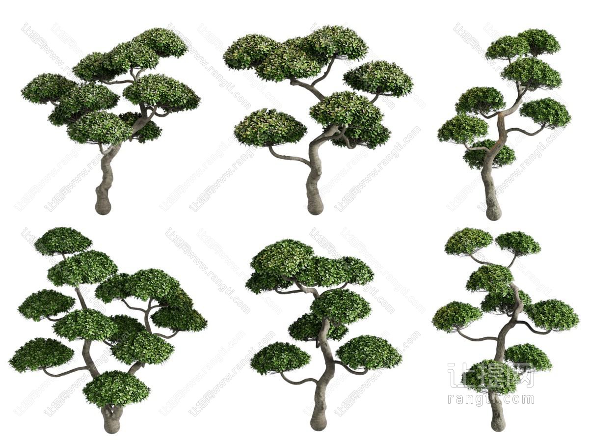 景观树
