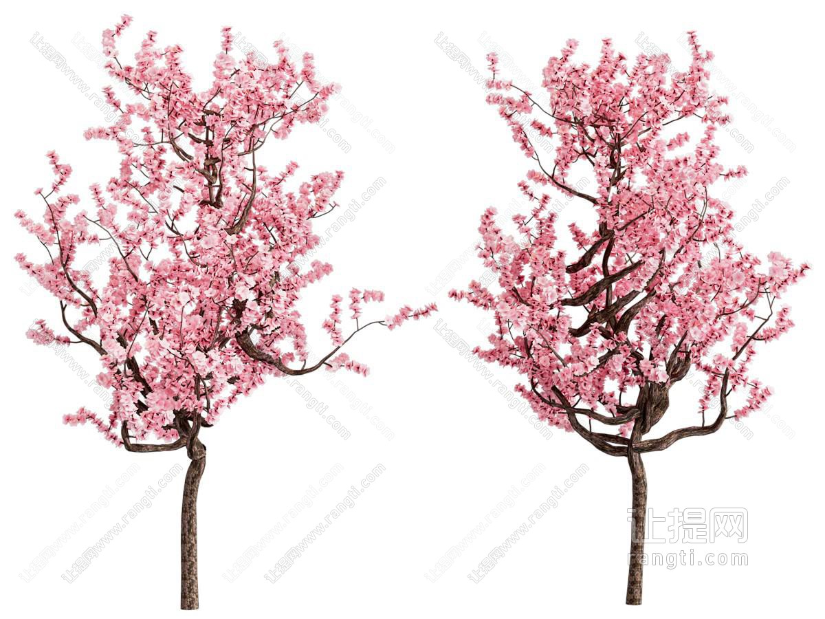 现代樱花树