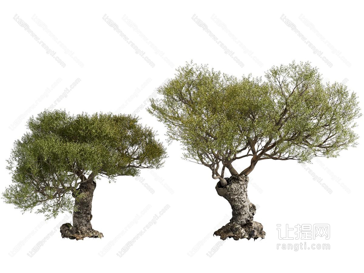 景观树