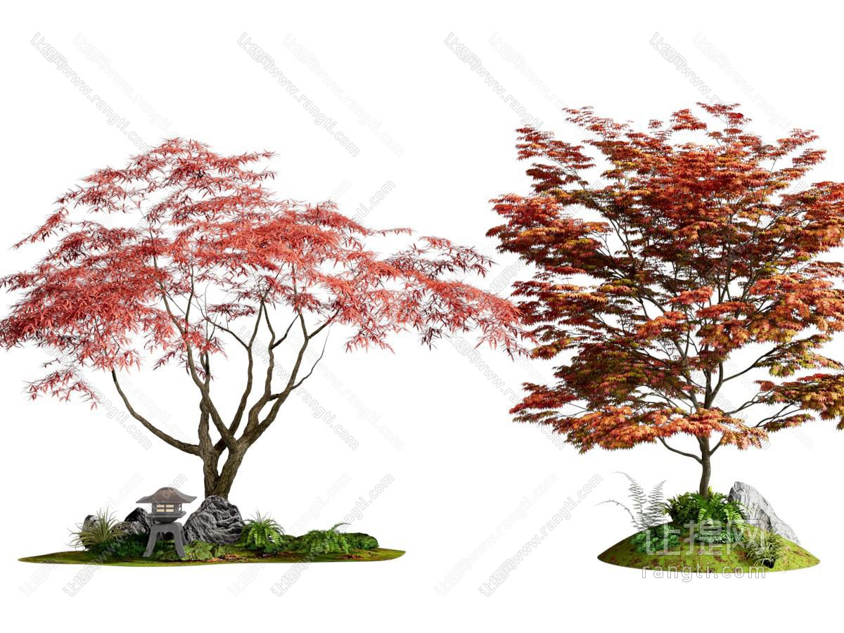 景观树