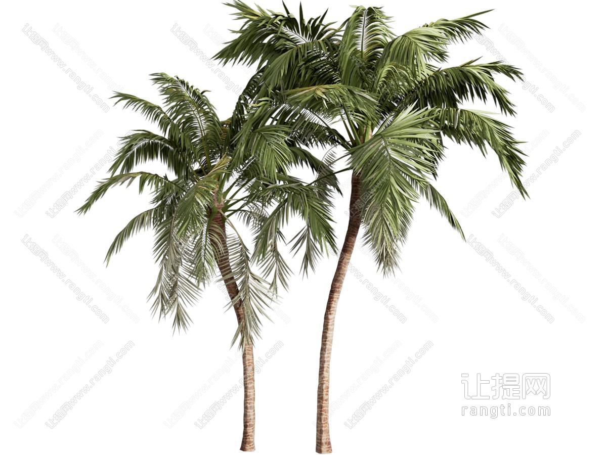 景观树 椰子树 景观树 热带树 树