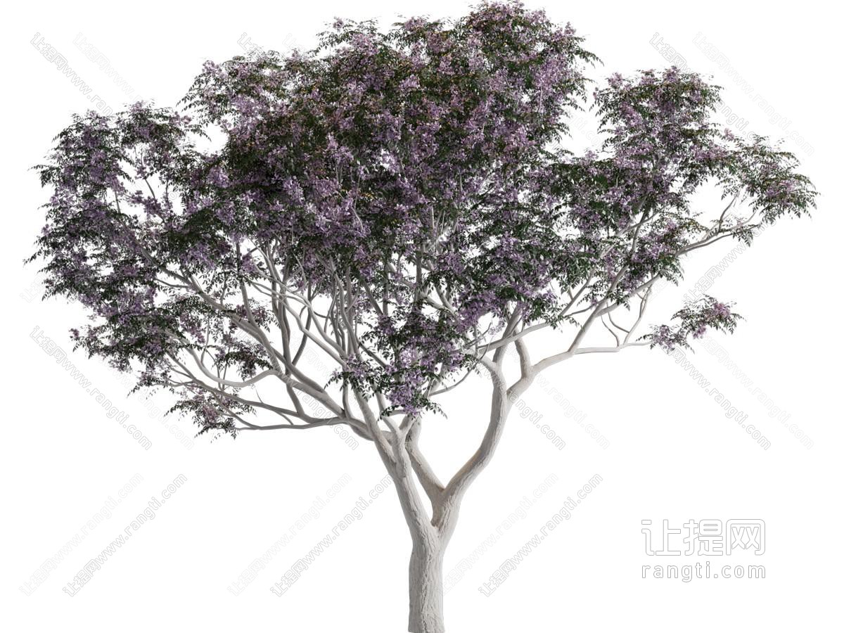 苦楝 开花乔木 景观树