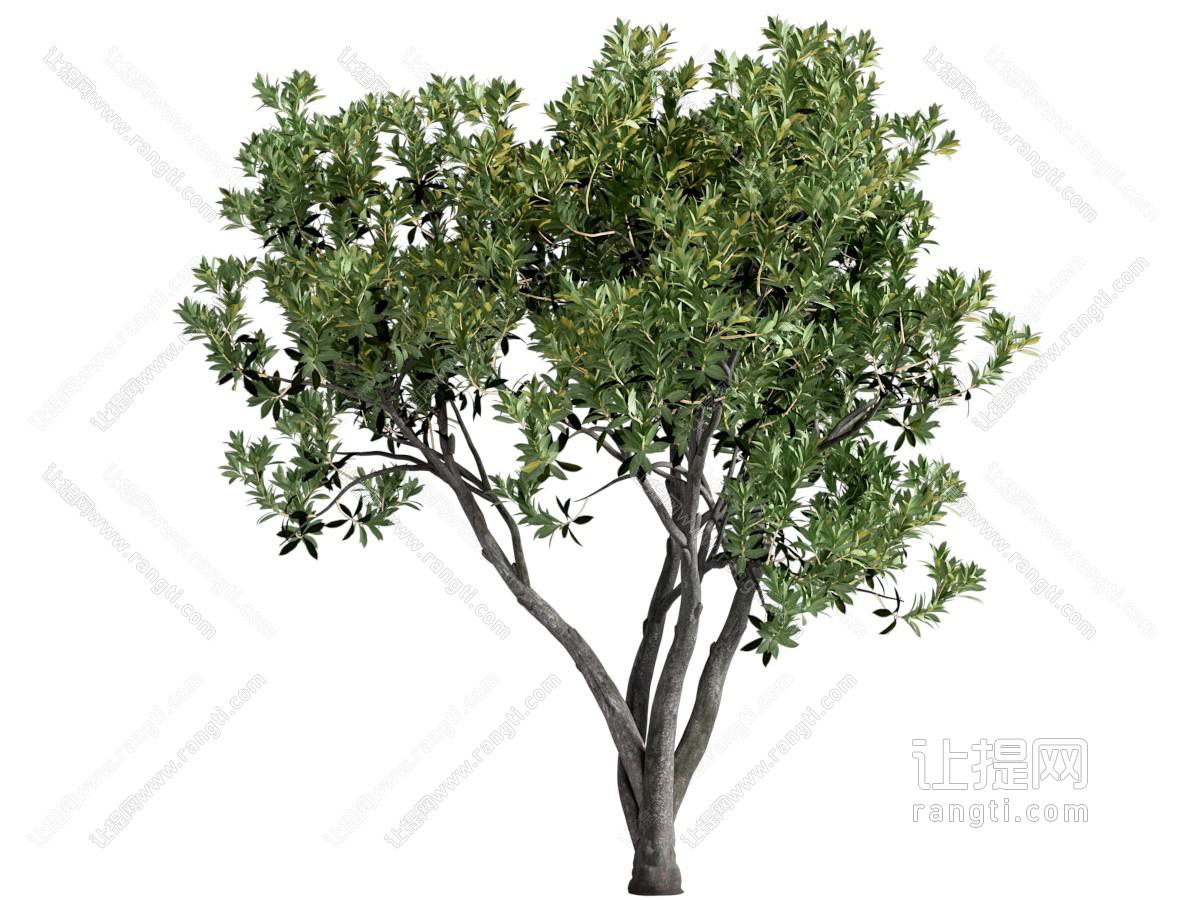 现代乔木景观树