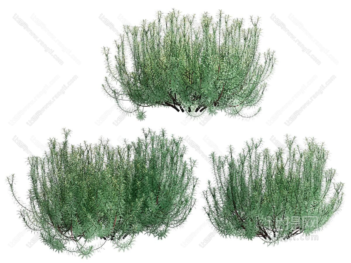 现代花草植物