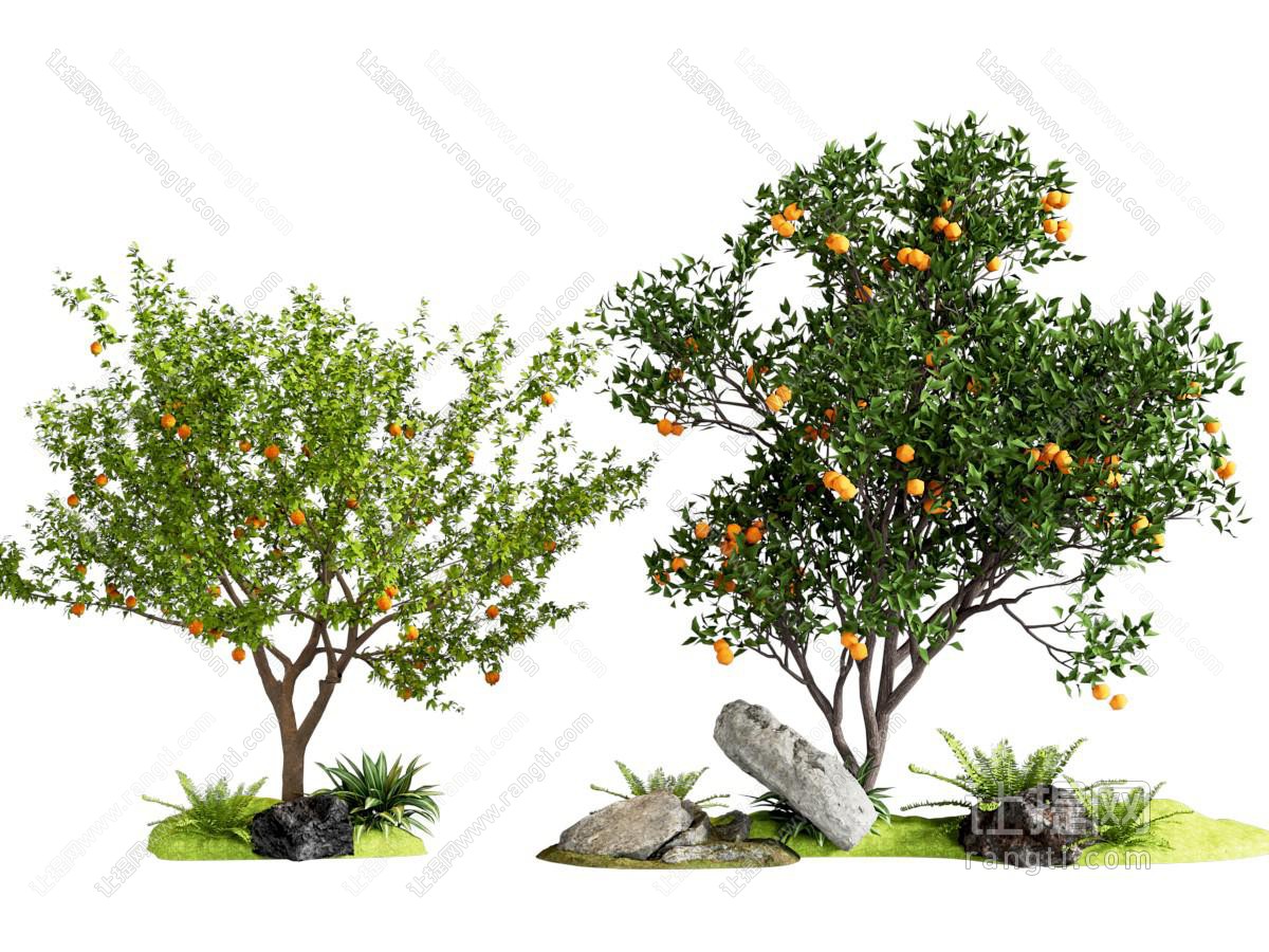 庭院果树乔木景观树