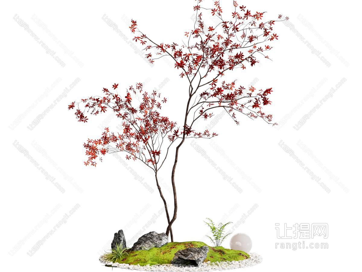 景观树