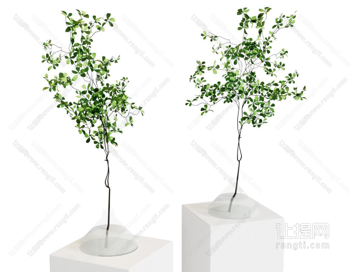 现代花瓶花卉 马醉木