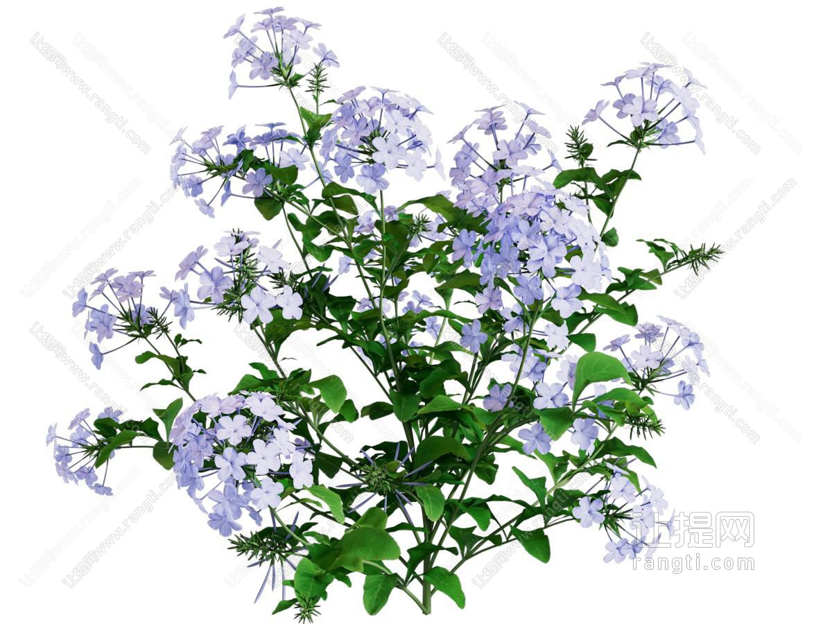 现代花卉花草植物