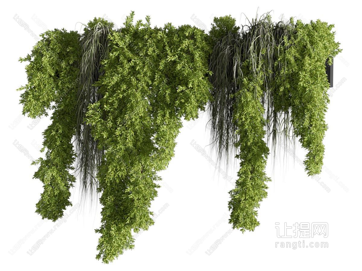 现代藤蔓植物