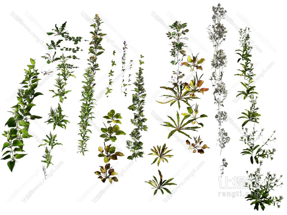 现代花草花卉植物