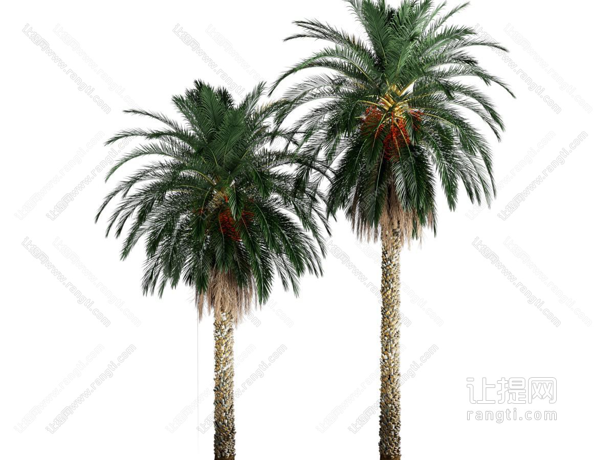 现代棕榈树