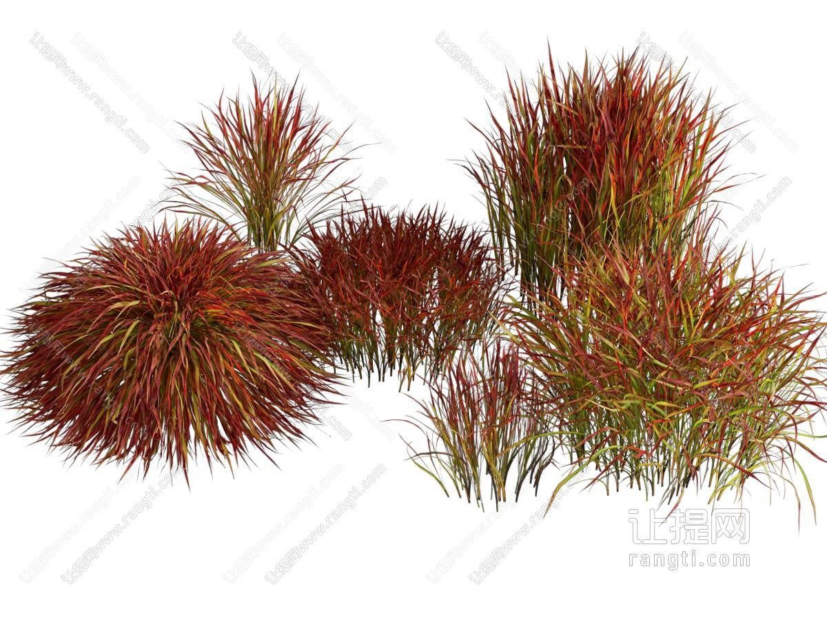现代花草花卉 日本血草