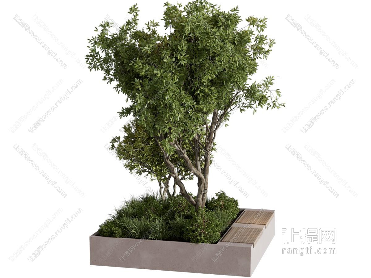 现代景观树