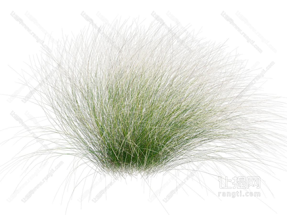 现代细茎观赏针茅 花草植物