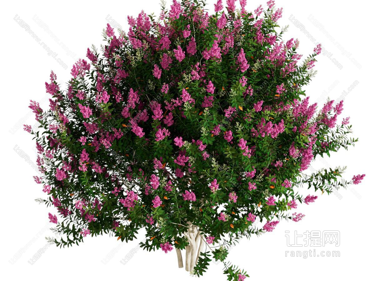 现代百日红树 紫薇 痒痒花痒痒树紫金花紫兰花蚊子花百
