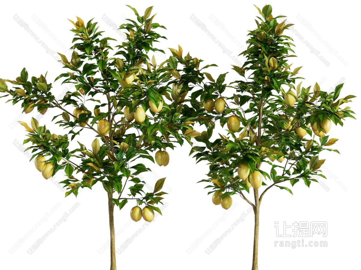 柠檬树 小树木 乔木树