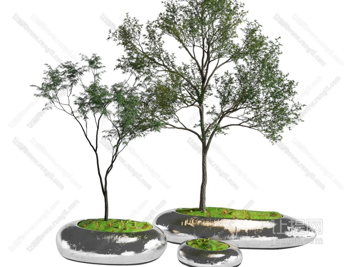 现代景观树